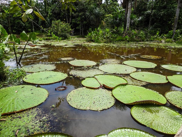 Amazonas 32 Cortesia ProColombia