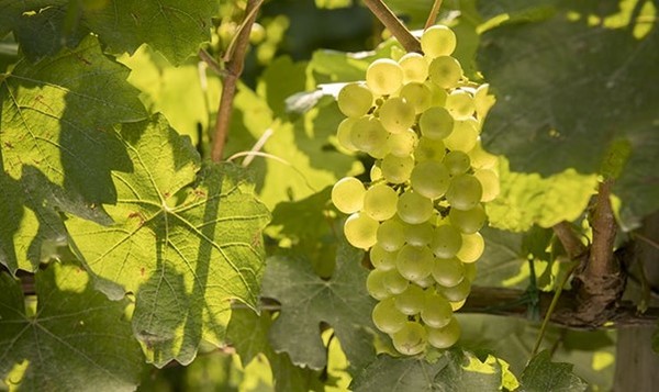 Clusters of Chardonnay grapes, the main grape of Franciacorta sparkling wine. Photo Credits www.franciacorta.wine.it