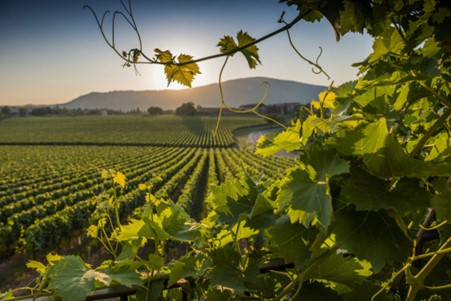 Franciacorta vineyards, Lombardy region – Italy. Photo Credits www.inchiostrovirtuale.it