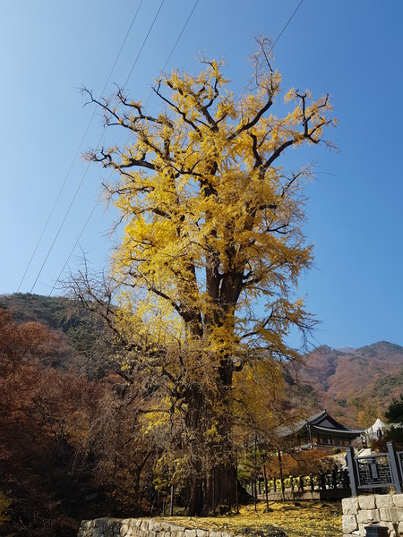 천연기념물 은행나무