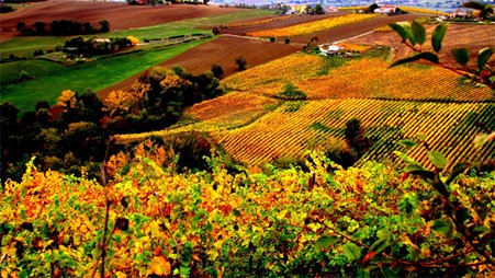 Verdicchio vineyards in the Marche region countryside. Photo Credits Mauro Cesarini – via www.wikipedia.org