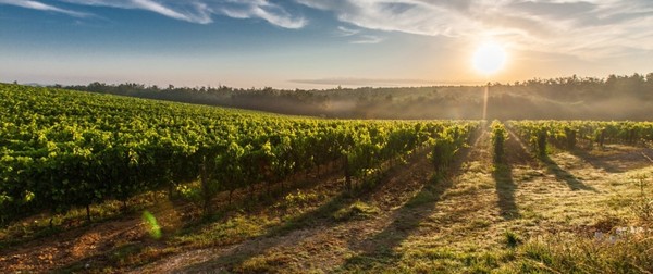 Verdicchio vineyards in the Montecappone winery, owned by Mirizzi family in Iesi. Marche region, Italy. Courtesy of Alessandro and Gianluca Mirizzi. www.montecapponevini.it