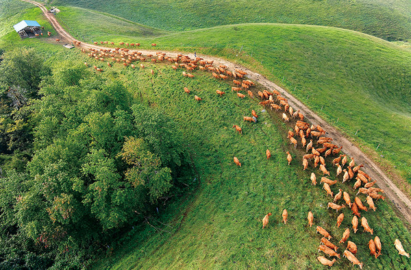 서산한우목장 전경