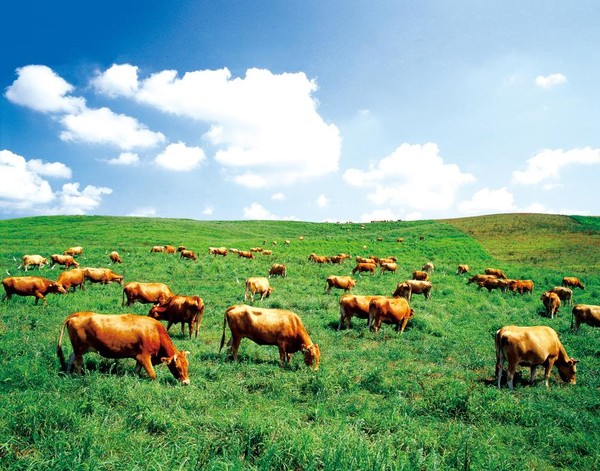 서산8경으로 손꼽히는 서산한우목장