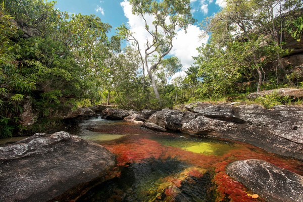 Rio multicolor, Caño cristales; Foto Mario Carvajal www.mariocarvajal.com