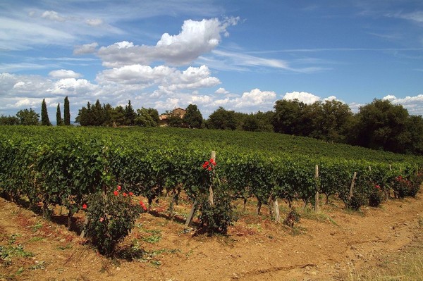 Brunello vineyards (Sangiovese grapes) in Montalcino. Photo credits: CC BY 2.0 www.wikipedia.org