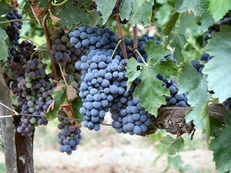 Sangiovese grapes in Montalcino. Photo credits: CC BY-SA 3.0 www.de.wikipedia.org