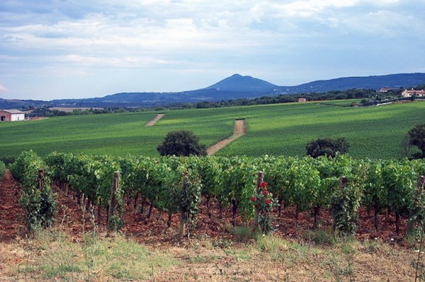 Sangiovese grape vineyards in the Val D’Orcia. Montalcino, Italy. Photo credits: CC BY-SA 3.0 www.wikipedia.org