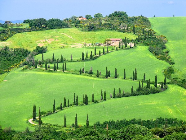 ​Brunello vineyards (Sangiovese grapes) nearby Montalcino. Photo credits: www.bereilvino.it​