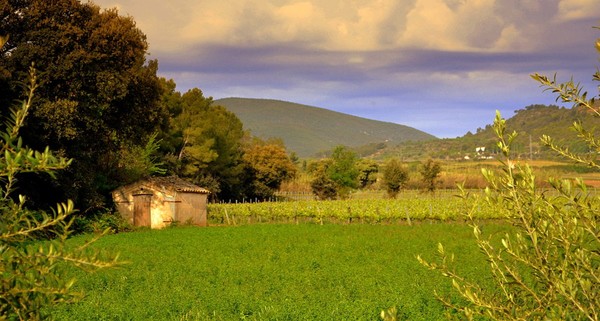 Cava vineyards in the Penedès region. Catalonia, Spain. Photo Credits: CC BY-SA 2.0wikipedia