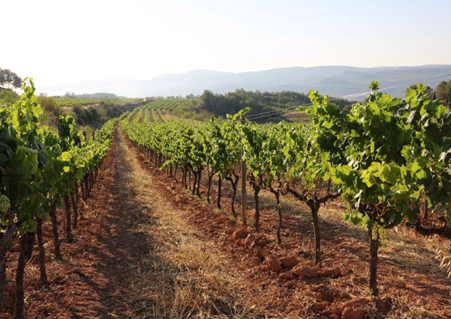 Cava vineyards in the Penedès region. Catalonia, Spain. Photo Credits: www.catalunyaexperience.it