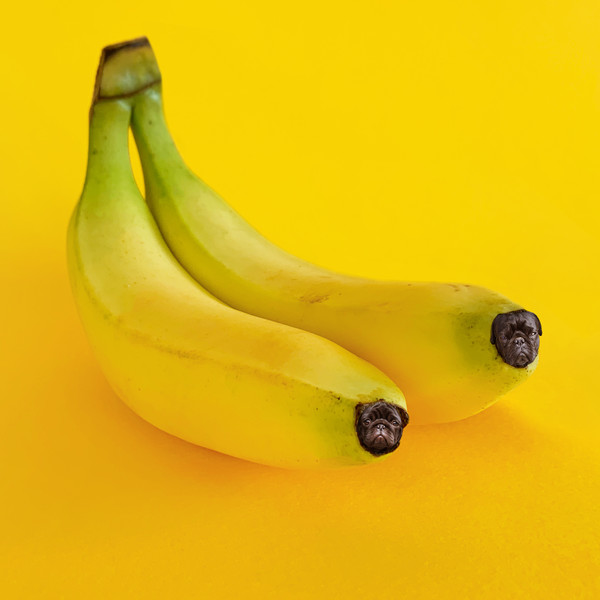 Banana Pugs ⓒHelga Stentzel / CCOC 2023