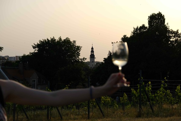 View of the town hall tower from Winery Park