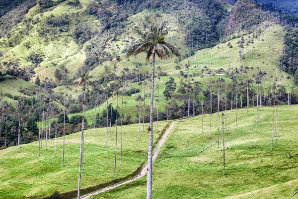 Valle de Cocora, Foto Charly Boillot