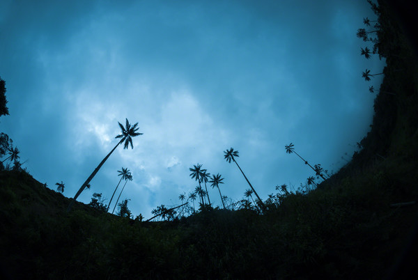 Palma de cera en el valle del cocora, PCC; Foto Mario Carvajal www.mariocarvajal.com