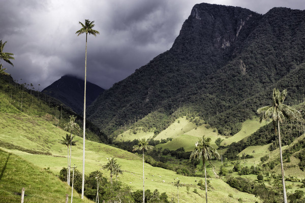 Valle de Cocora, Foto Charly Boillot