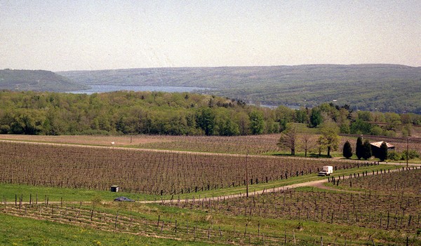 Vineyards nearby Cayuga Lake, one of the Finger Lakes of New York State. Photo credits: CC BY 2.0 www.wikipedia.org