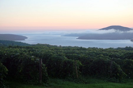 Vineyards on Canandaigua Lake, one of the Finger Lakes of New York State. Photo credits: CC BY 2.0 www.wikipedia.org