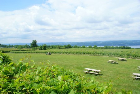 Vineyards nearby Seneca Lake, the largest of the Finger Lakes of New York State. Photo credits: CC BY-SA 3.0 www.wikipedia.org