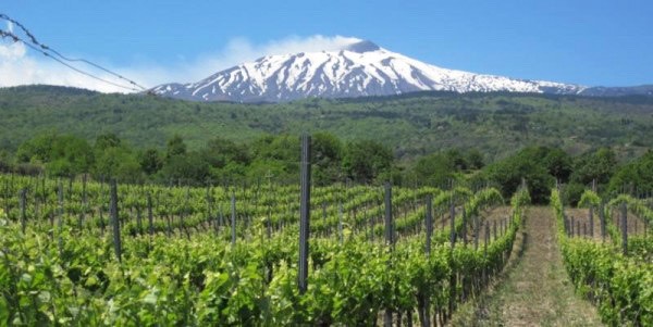 Vineyards around Mount Etna. Photo Credits www.bottiglieriadelmassimo.it