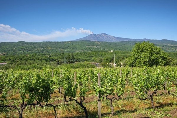 Vineyards around Mount Etna. Photo Credits www.piaceresicilia.it
