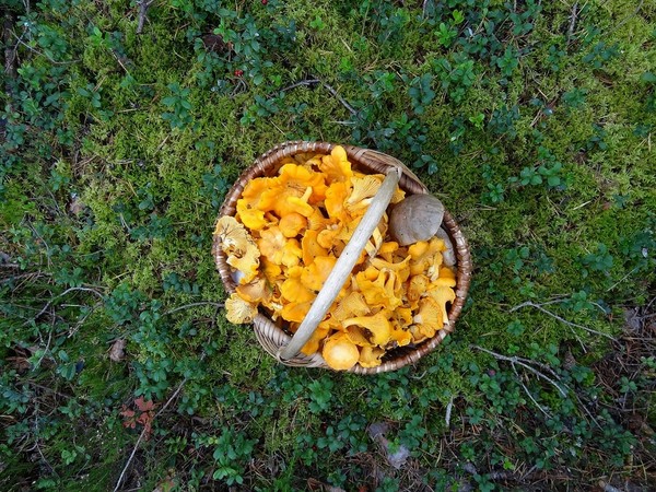 Chanterelles