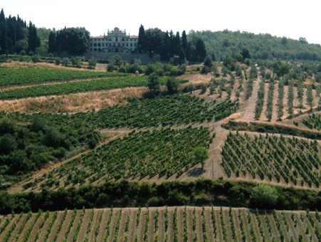 Vineyards in Gaiole in Chianti. Chianti Classico subzone. Photo Credits: CC BY-SA 3.0 www.wikipedia.org