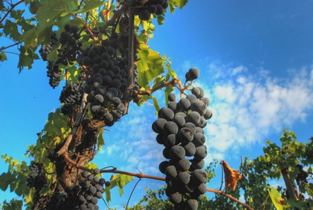 Bunches of Sangiovese, the main grape variety in Chianti and Chianti Classico wines. Photo Credits: CC BY 2.0 www.wikipedia.org