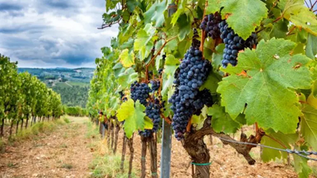 Sangiovese grape vineyards in the Chianti Classico subzone. Chianti wine region. Photo Credits: www.winedharma.com
