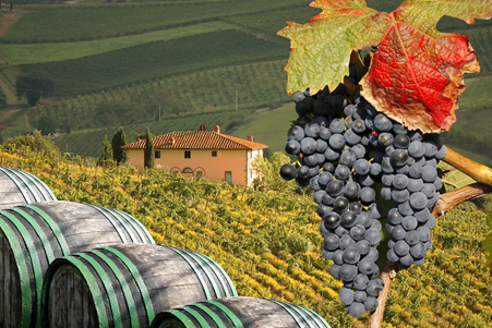 Vineyards and wine barrels in the Chianti region. Photo Credits: www.svinando.com