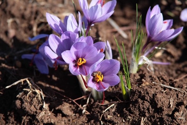Kozani crocus flowers in Kozani, northern Greece, from which the best quality saffron in the world is producedCrocus Kozani