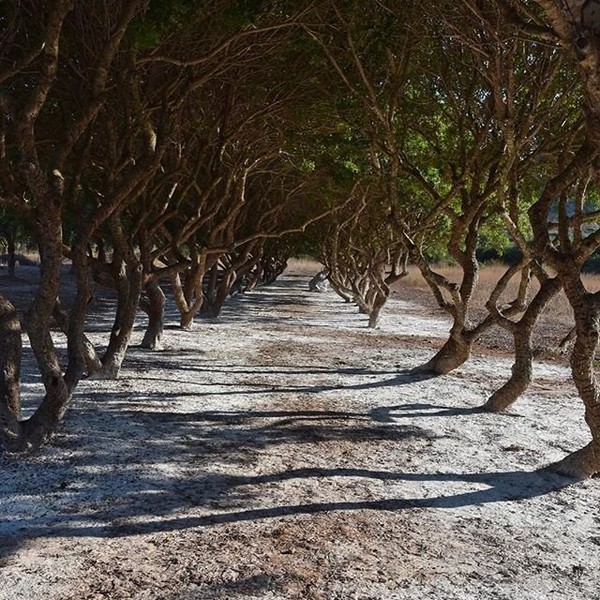 Mastic trees, which have been cultivated on Chios island, Aegean Sea since ancient timesMASTIC TREES