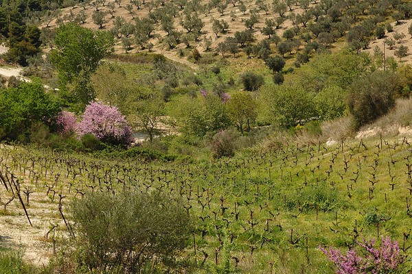 Nemea_Wine-Olives_Corinthia_Peloponnese