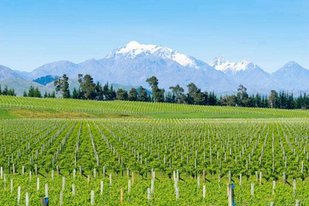 Sauvignon Blanc vineyards in Marlborough wine region, New Zealand. Photo Credits: www.trovino.it