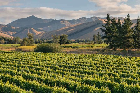 Sauvignon Blanc vineyards in Wither Hills, Marlborough wine region, New Zealand. Photo Credits: www.trovino.it