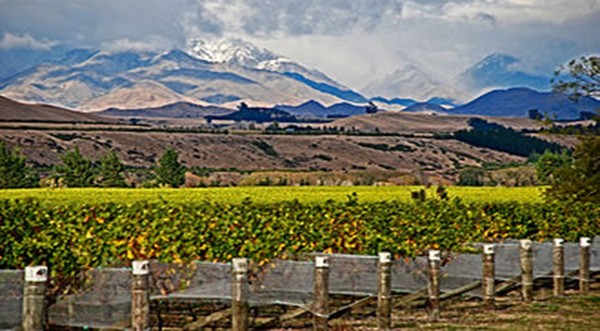 Sauvignon Blanc vineyards in the Awatere Valley, looking south towards the Kaikoura Range. Photo Credits: CC BY 2.0 www.wikipedia.org