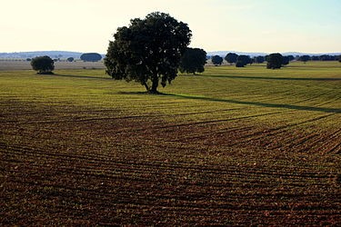 Landscape of the fields in La Mancha. Photo Credits: CC BY-SA 2.0 www.wikipedia.org