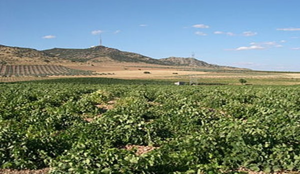 Vineyards in the area of Ciudad Real. Castilla-La Mancha autonomous region, Spain. Photo Credits: CC BY-SA 3.0 www.wikipedia.org