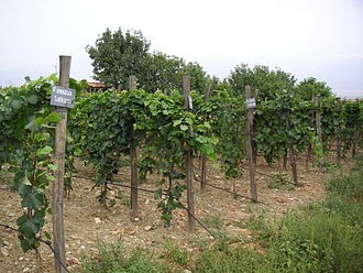 Vineyards in Georgia. Photo Credits CC BY-SA 3.0 www.wikipedia.org
