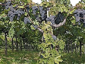 Montepulciano grapes in Abruzzo. Photo Credits: CC BY-SA 2.0 – www.wikipedia.org