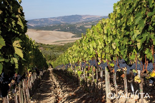 Montepulciano grapes in Abruzzo. Photo Credits: www.qualigeo.eu