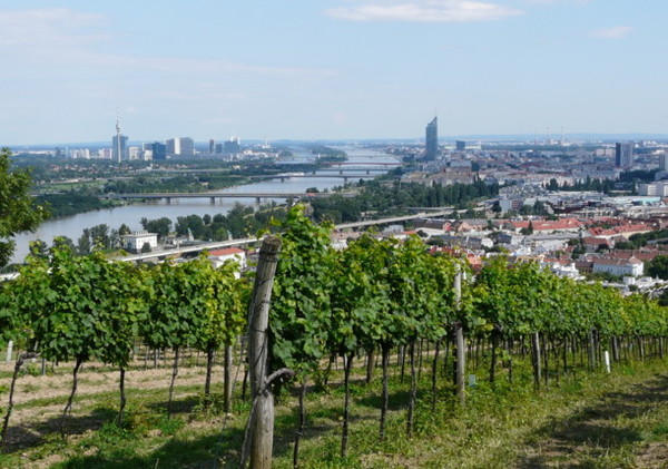 wineyards in Vienna at the Nussberg-Austria.info