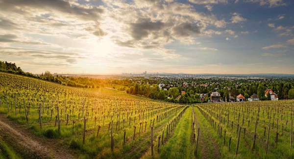 사진=오스트리아와인마케팅협회 제공