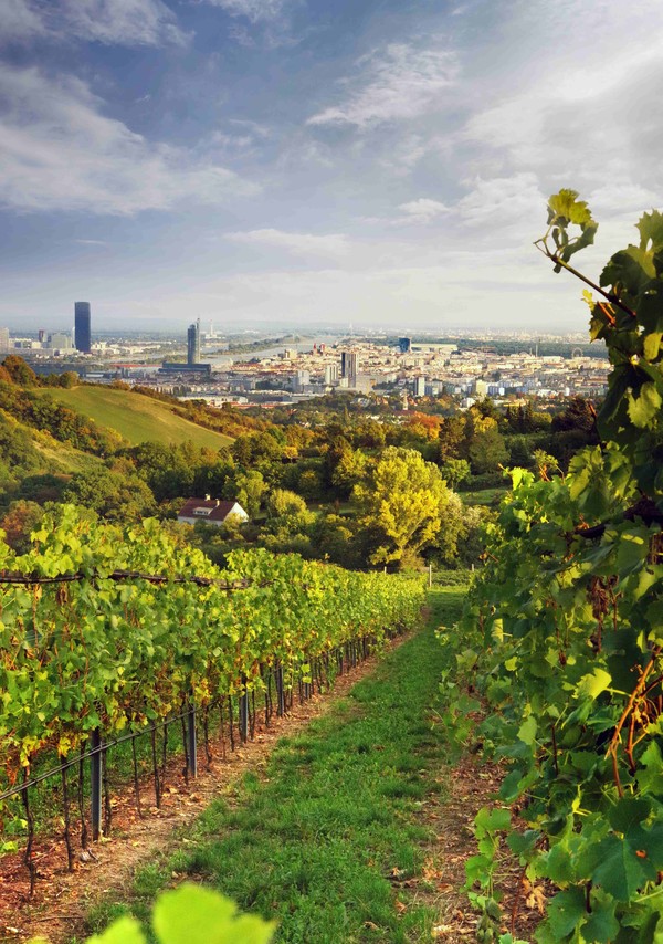 사진=오스트리아와인마케팅협회 제공