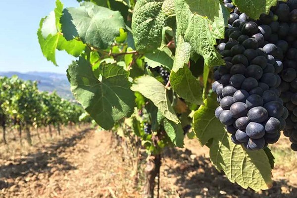 Aglianico grape vineyards. Photo Credits: www.scattidigusto.it