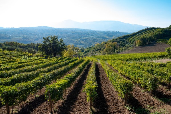 Aglianico grape vineyards in the countryside around the city of Avellino. Campania region, Italy. Photo Credits: www.scuola-e-cultura.it