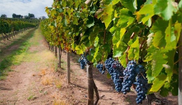 Aglianico grape vineyards. Photo Credits: www.lucianopignataro.it