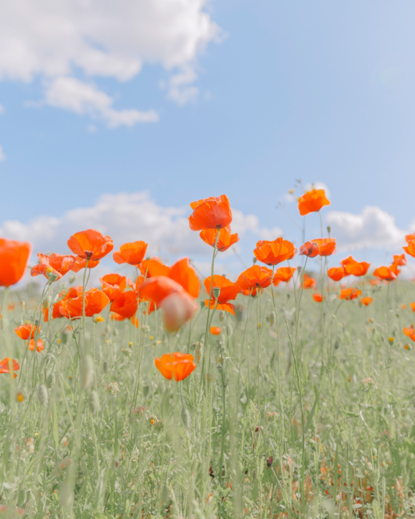 ⓒ Teresa Freitas, Subject Matter Art, and Artémios/CCOC – Rothko Spring, 2018