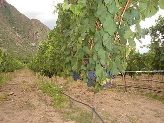 Malbec vineyards. Mendoza province, Argentina. Photo Credits www.wikipedia.org