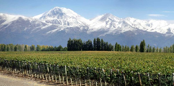 Malbec vineyards in Mendoza province with the imposing Andes in the background. Catena Zapata winery. Photo Credits www.catenazapata.com